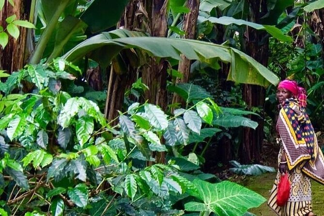 Materuni Waterfalls, Kikuletwa Chemka Hot springs, Coffee tour - Why this Arusha day trip works