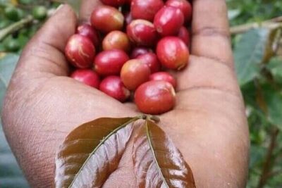 Materuni Waterfalls, Kikuletwa Chemka Hot springs, Coffee tour