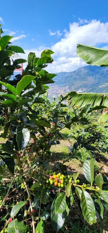Medellin: Coffee Farm Tour & Spa with Overnight Glamping - Sleeping in the coffee cave