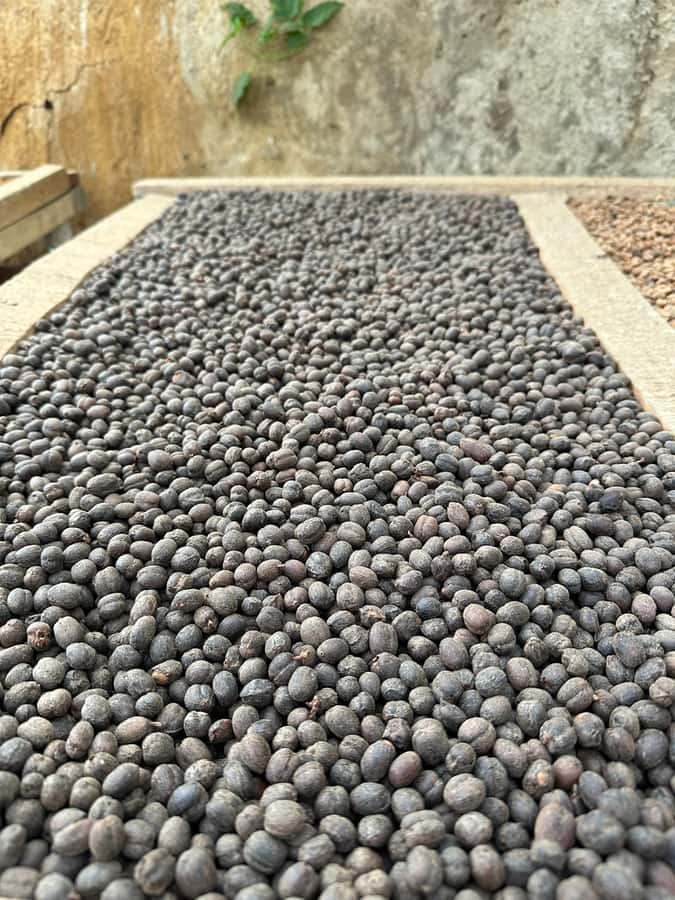Medellín Coffee Farm Tour with Trolley and Cable Car Ride - Key points at a glance