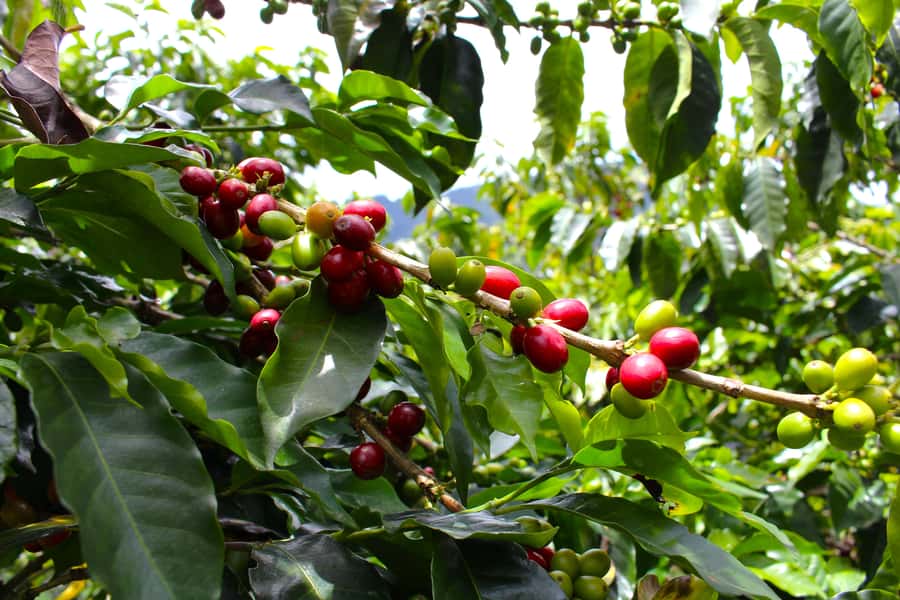 Medellín Coffee Farm Tour with Trolley and Cable Car Ride - Should you book it?