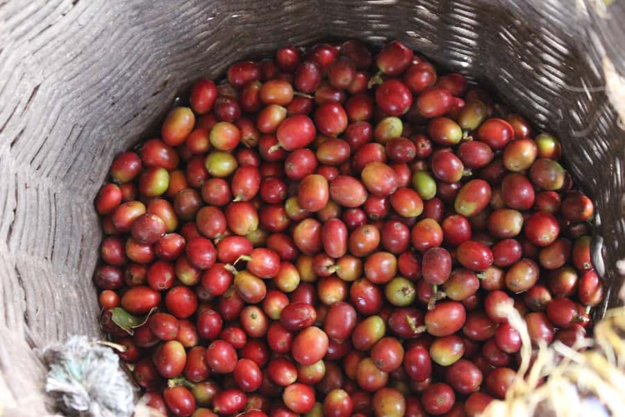 Medellin: Coffee Tour with Hotel Transfers and Meals - Tasting natural Colombian coffee four ways