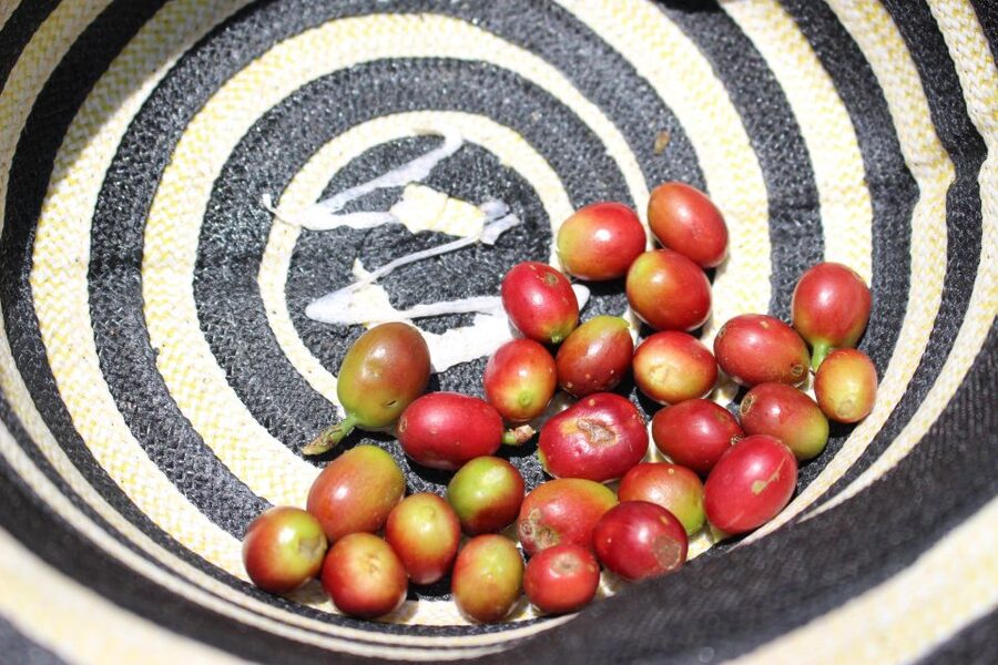 Medellin: Coffee Tour with Hotel Transfers and Meals - Plátano calado con quesito to finish