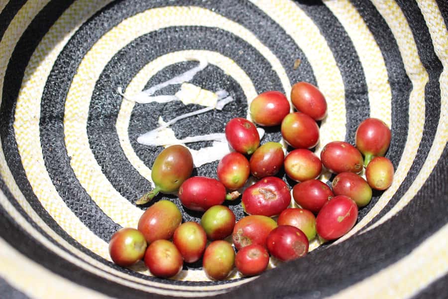 Medellin: Coffee Tour with Hotel Transfers and Meals - Should you add the horseback ride?
