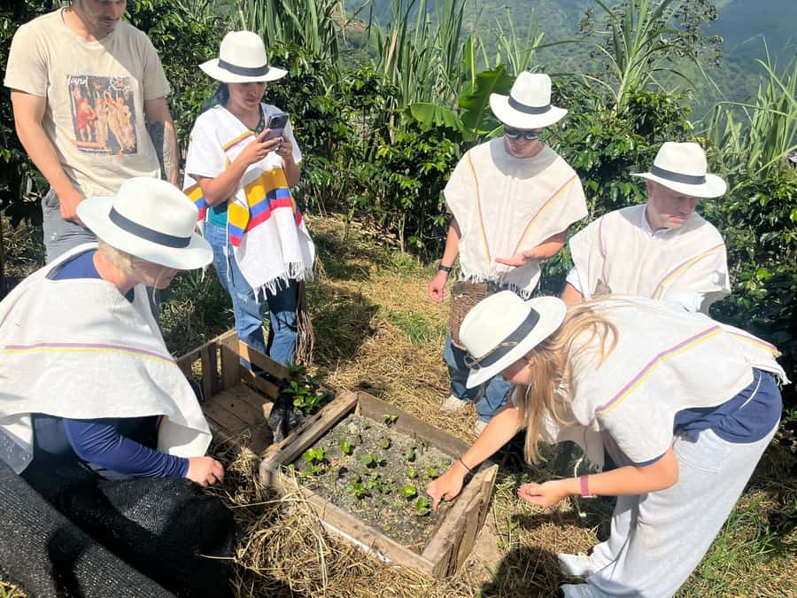 Medellin: Coffee Tour with Hotel Transfers and Meals - Wearing a poncho and picking the right beans