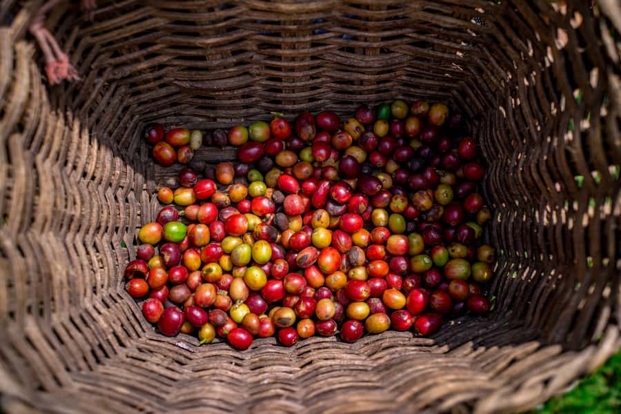 Medellin: Coffee Tour with Transport, Snacks and Tastings - Walking among the coffee plants