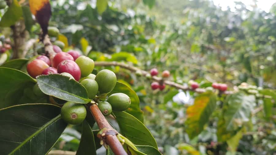 Medellin: Guatape, El Peñol Coffee Farm Private Tour & Fruit - Key points at a glance