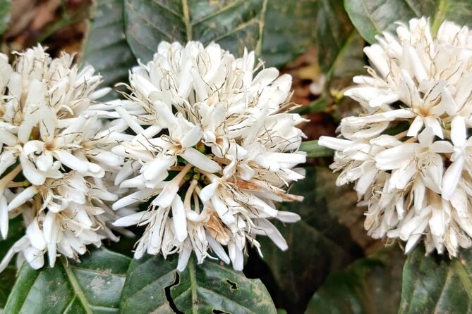 Mercara Gold Coorg Coffee and Spice Estate Tour - The World Coffee Museum adds useful context