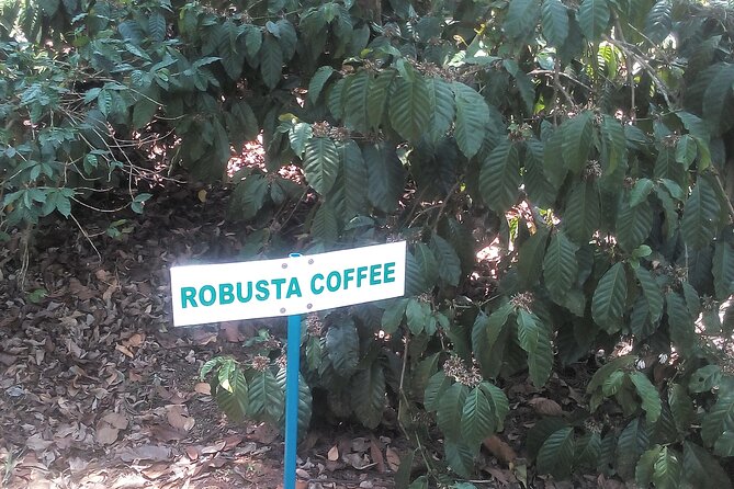 Mercara Gold Coorg Coffee and Spice Estate Tour - Who will enjoy this estate tour most?