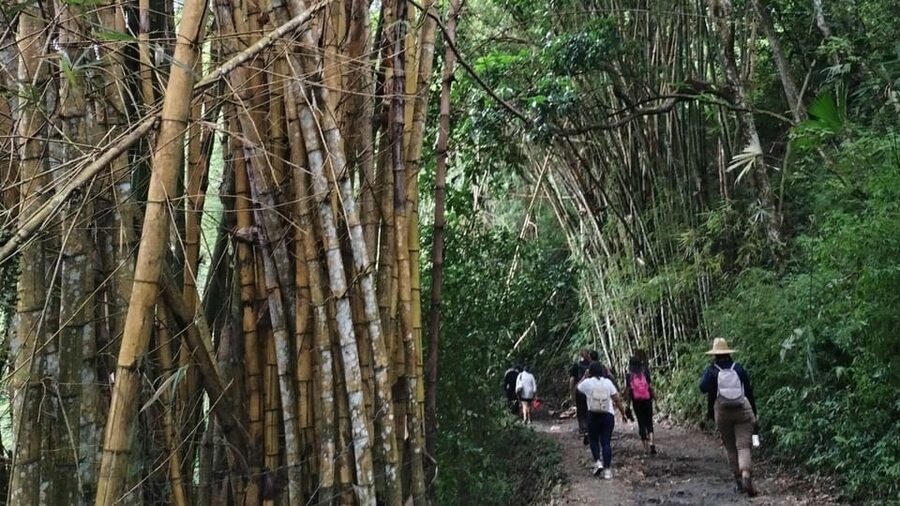 Minca: Hidden Waterfall + Coffee and Cocoa Workshop - Coffee, guadua, and the work behind your morning cup