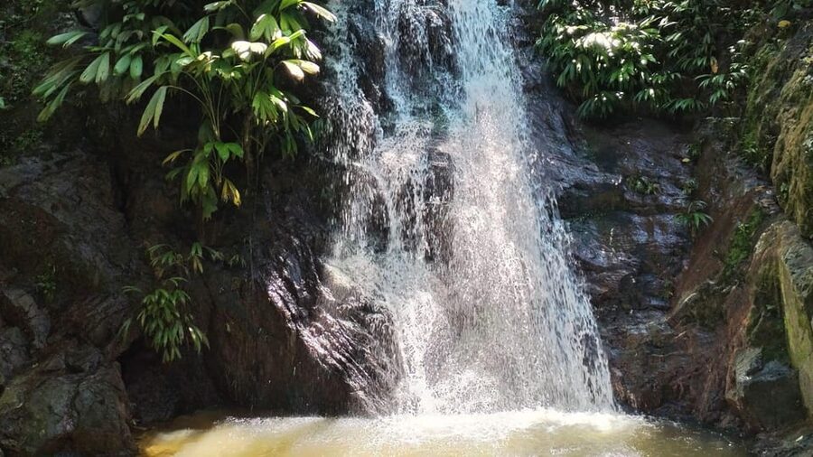 Minca: Hidden Waterfall + Coffee and Cocoa Workshop - Lunch after another 50-minute forest walk