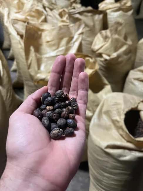 Monte Alto Factory Coffee Tour: Jarabacoa Experience - Key points at a glance