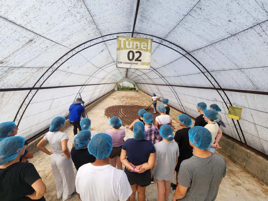 Monte Alto Factory Coffee Tour: Jarabacoa Experience - Starting among the coffee plants