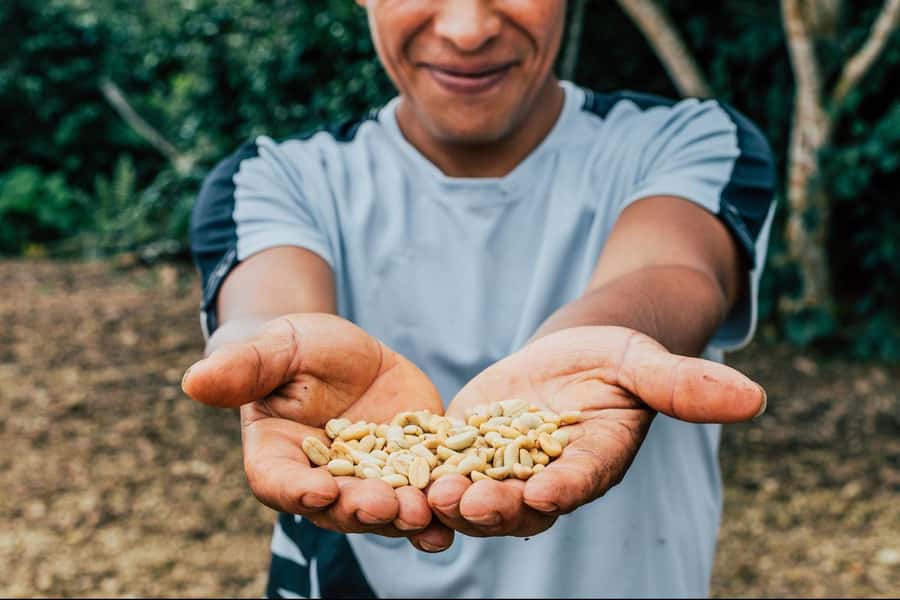 Most complete COFFEE TOUR at local family farm - Key points to know before booking