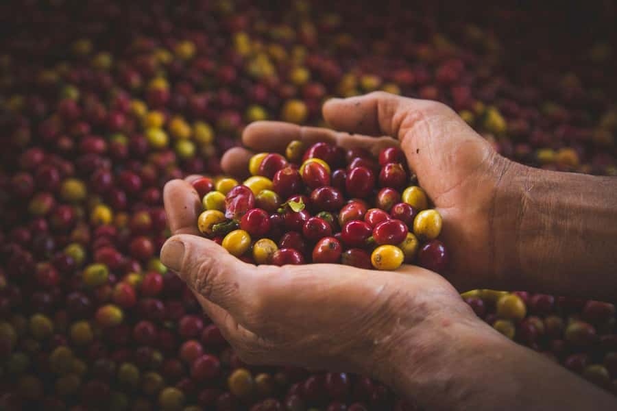 Most complete COFFEE TOUR at local family farm - A family farm, not just a coffee stop