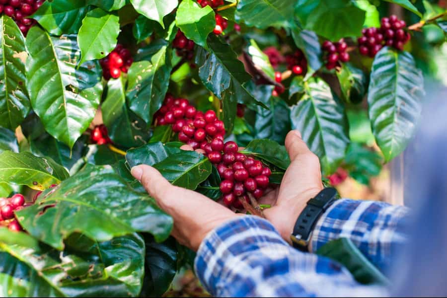 Most complete COFFEE TOUR at local family farm - Tasting coffee with your senses