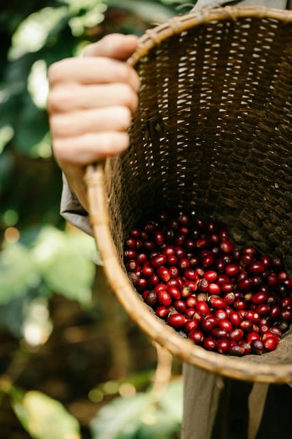 Most complete COFFEE TOUR at local family farm - What the private format adds