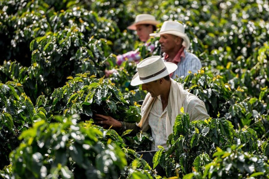 Most complete COFFEE TOUR at local family farm - What the strongest feedback tells you