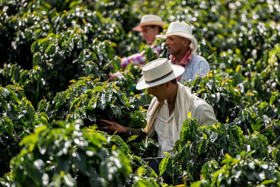 Most complete COFFEE TOUR at local family farm - Booking details worth keeping in mind