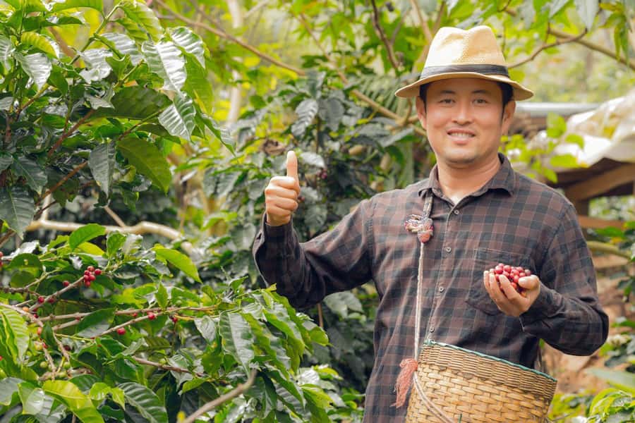 Most complete COFFEE TOUR at local family farm - Following the coffee plant through its working stages