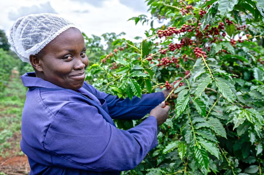 Nairobi: Coffee Factory and Farm Tour with Transfer - Walking through the coffee plants