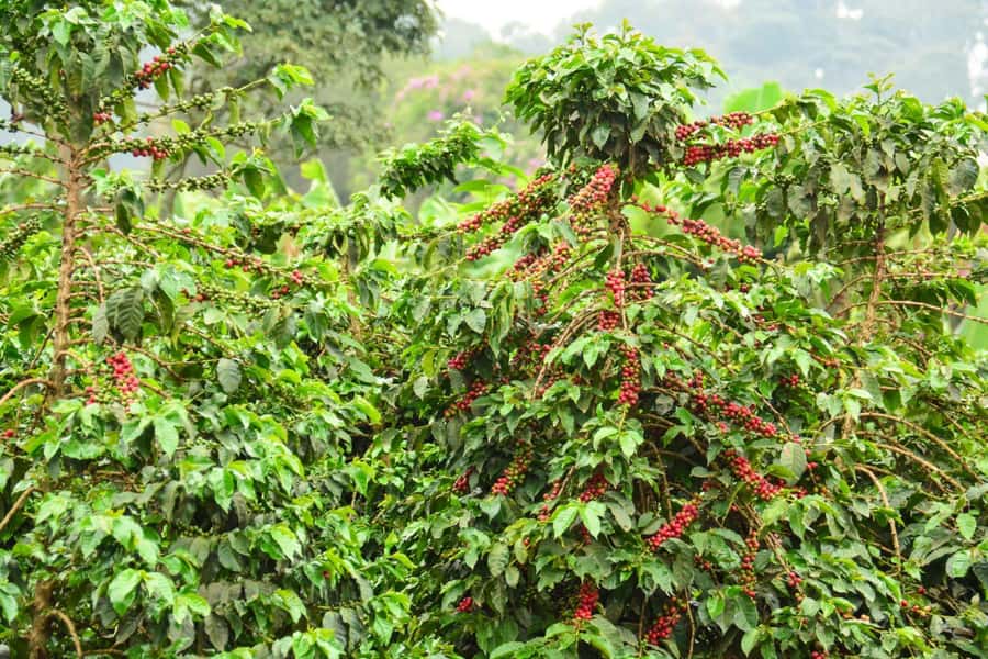 Nairobi: Coffee Factory and Farm Tour with Transfer - What the $24 price really covers