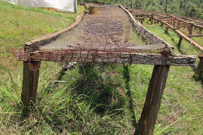Nairobi Coffee Farm and Factory Tour - From harvested bean to working factory