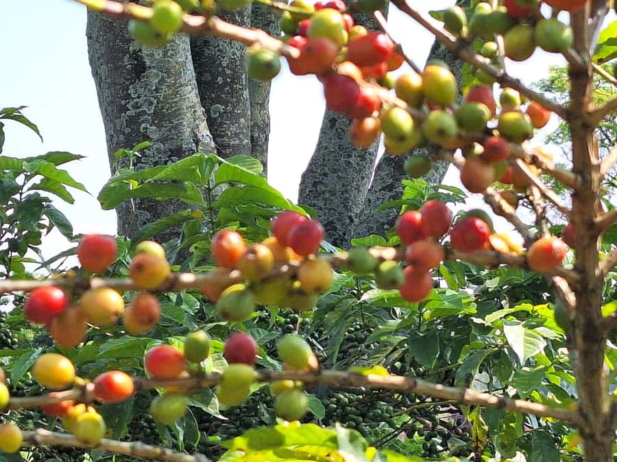 Nairobi: Coffee farm tour with pick up - Walking among the coffee plants
