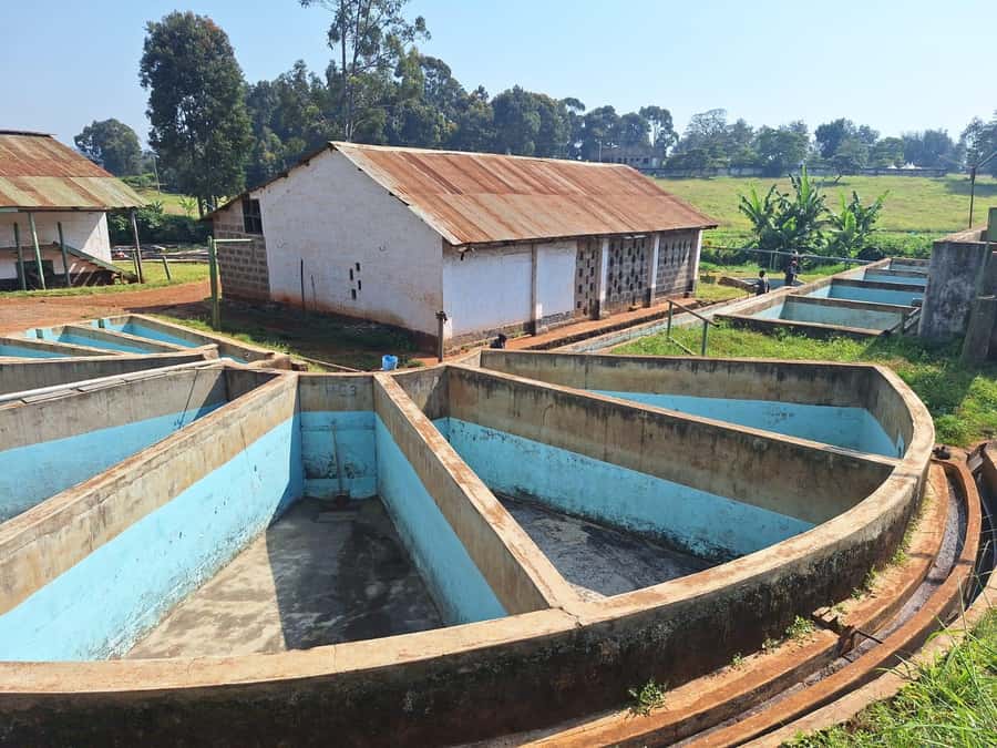 Nairobi: Coffee farm tour with pick up - Coffee with a view at the estate patio
