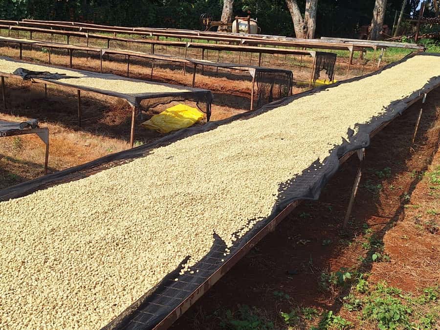 Nairobi: Coffee farm tour with pick up - The shop and what you can take home