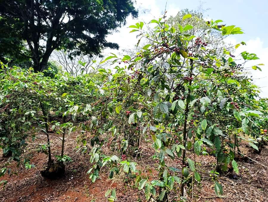 Nairobi: Fairview Coffee Estate Tour with Pickup - A coffee farm within reach of Nairobi