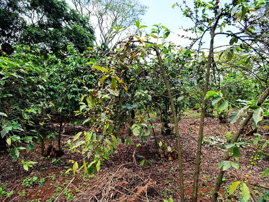 Nairobi: Fairview Coffee Estate Tour with Pickup - From cherry to bean at the wet and dry mills