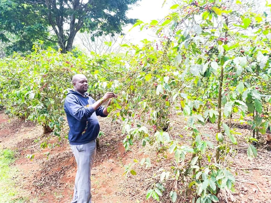 Nairobi: Fairview Coffee Estate Tour with Pickup - Roasting beans over firewood