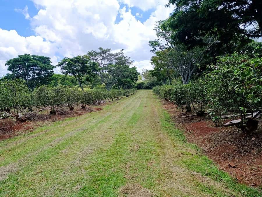 Nairobi: Fairview Coffee Estate Tour with Pickup - Cupping different roast levels