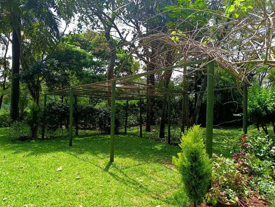 Nairobi: Fairview Coffee Estate Tour with Pickup - A terrace finish with fruit and pastries
