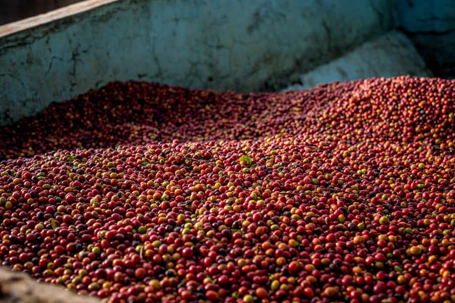 Nairobi: Guided Coffee Farm Tour with Tastings - Key points at a glance