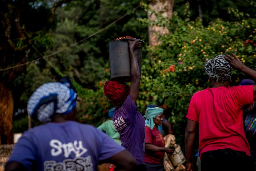 Nairobi: Guided Coffee Farm Tour with Tastings - From Nairobi streets to a working coffee farm
