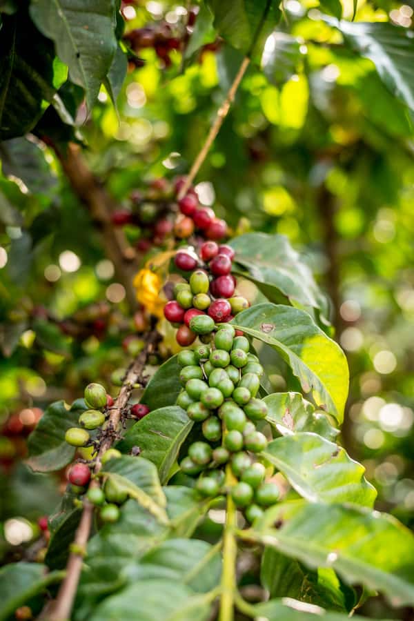 Nairobi: Guided Coffee Farm Tour with Tastings - From cherries to drying, roasting, and sale