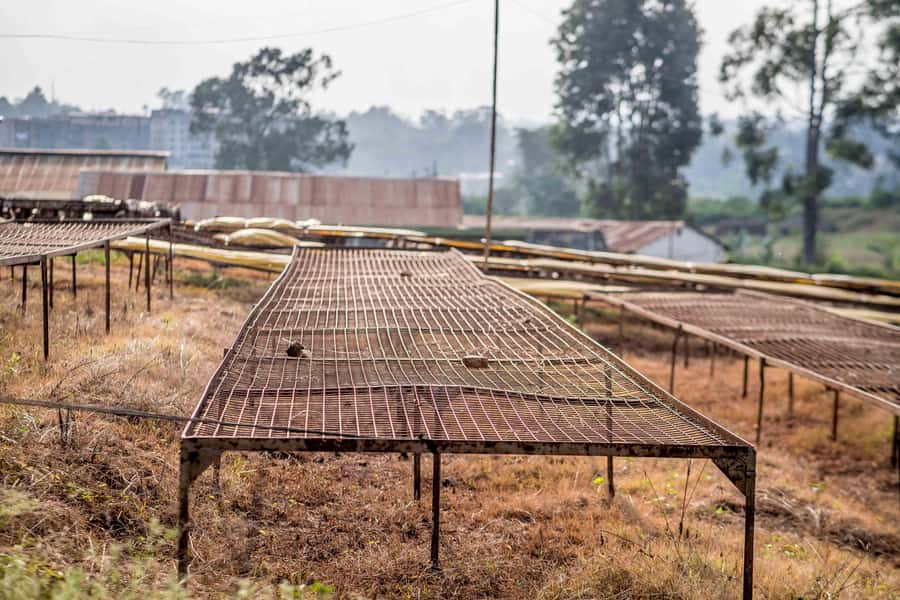 Nairobi: Guided Coffee Farm Tour with Tastings - Why Patrick matters to the experience