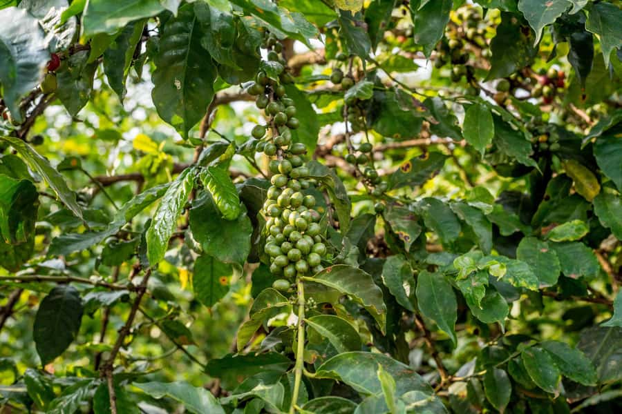 Nairobi: Guided Coffee Farm Tour with Tastings - FAQ