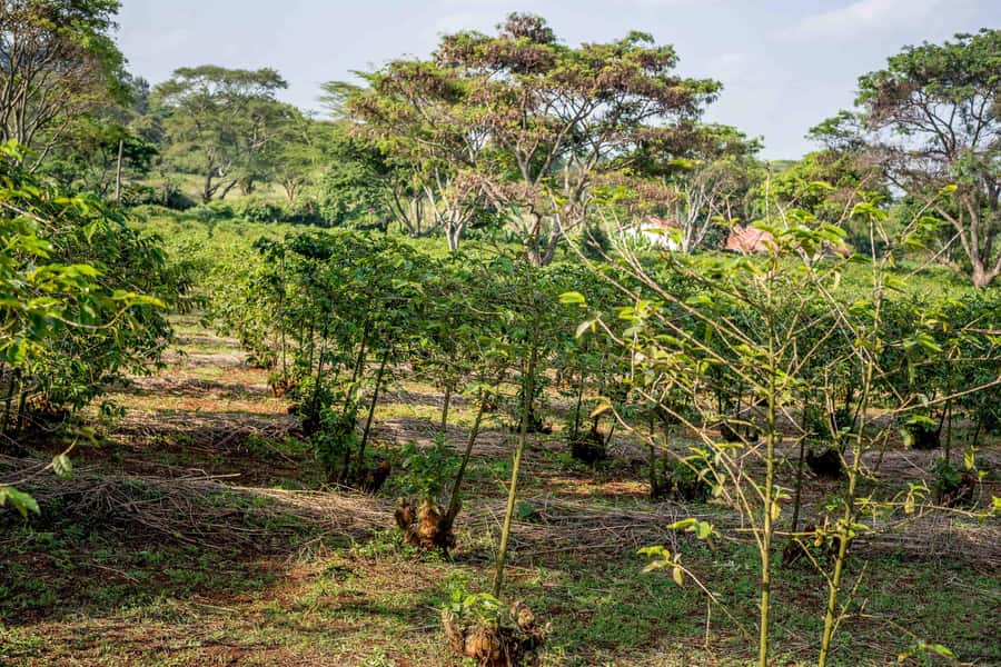 Nairobi: Guided Coffee Farm Tour with Tastings - Walking among coffee varieties