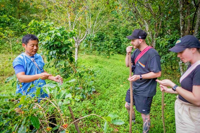 Off the Map Chiang Mai Jungle Coffee Trek Roast and Brew - Planting a coffee tree for the future