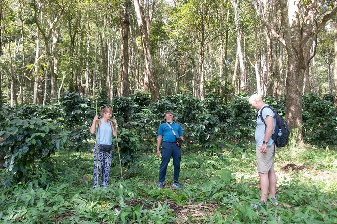 Off the Map Chiang Mai Jungle Coffee Trek Roast and Brew - Roasting your own green coffee beans