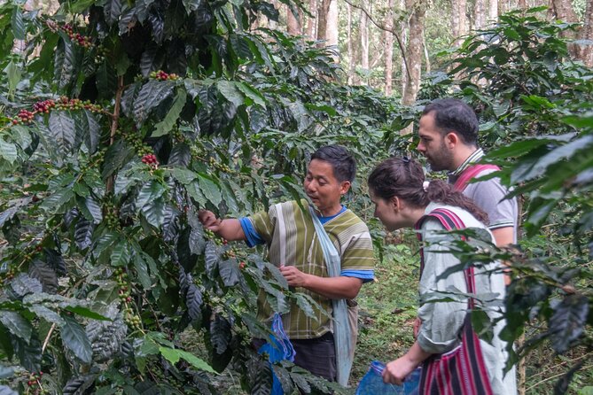 Off the Map Chiang Mai Jungle Coffee Trek Roast and Brew - Brewing with a V60