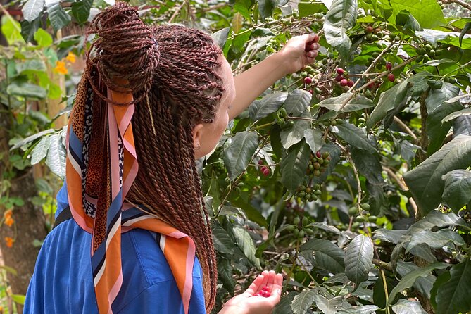 Organic Coffee Tour and Local Food Experience in Arusha - Snacks first, then a traditional Tanzanian meal