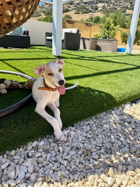 Paphos/ Peyia: Coffee, Cake, and Cuddles with Rescue Puppies - Why the small group makes a difference