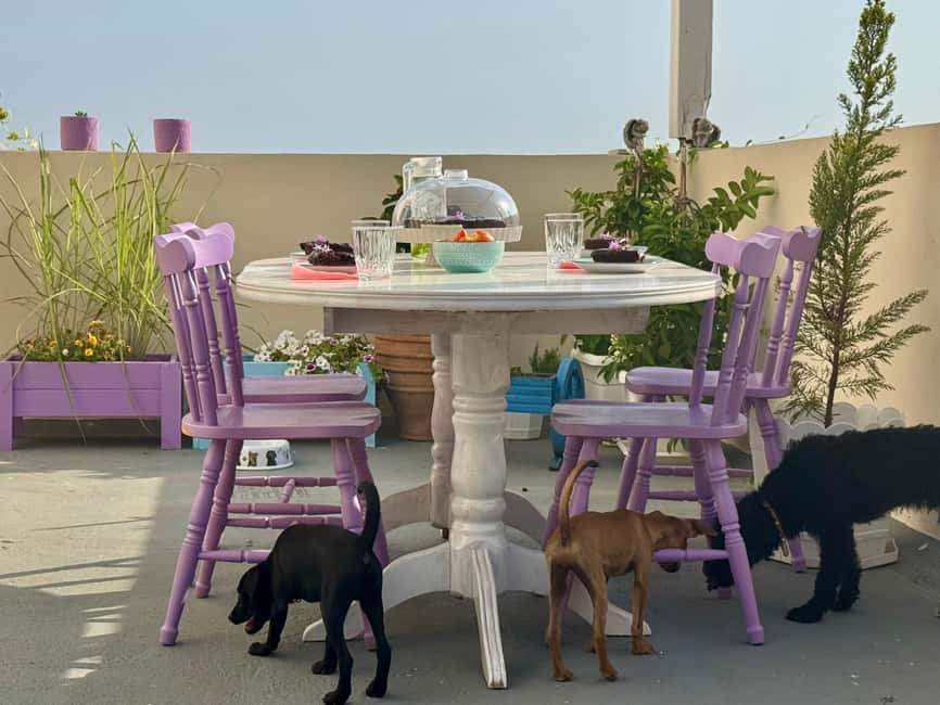 Paphos/ Peyia: Coffee, Cake, and Cuddles with Rescue Puppies - Is $34 good value for 90 minutes?