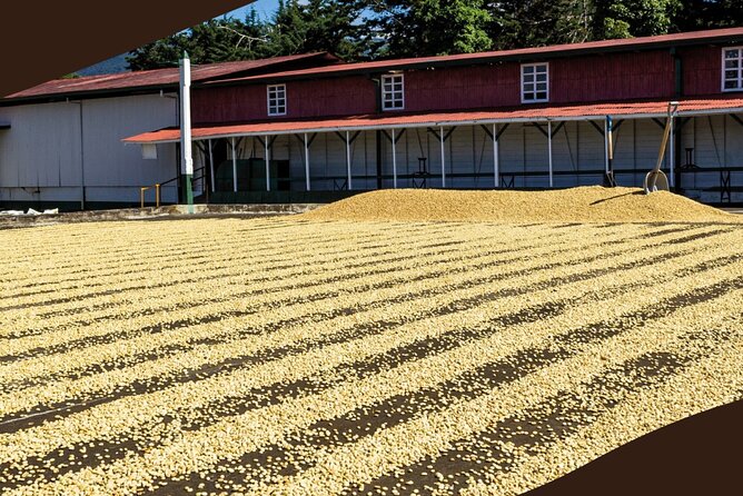 Poás Volcano and Coffee Tour with Tasting and La Paz Falls - The early pickup is useful, but the route can be tiring