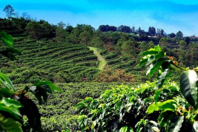 Poas Volcano + Coffee Plantations & La Paz Waterfall Gardens Trip from San Jose