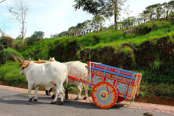 Poas Volcano + Coffee Plantations & La Paz Waterfall Gardens Trip from San Jose - Traffic and timing: plan for the whole day